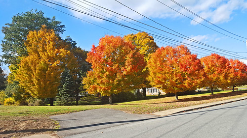 autumn trees color fall nature outdoors