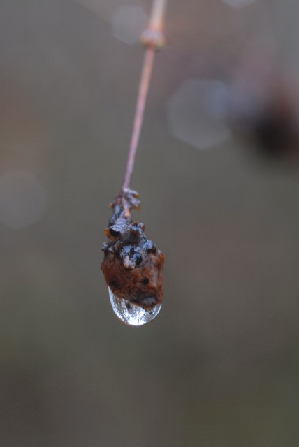 Water drop on a snow berry stem