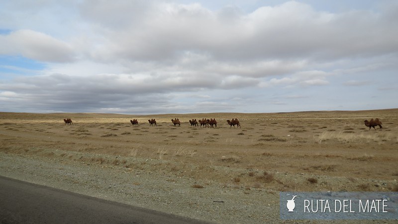 Desierto Gobi Mongolia (26)