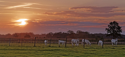 sun sunrise canon eos dawn soleil countryside cow sigma campagne 70200 f28 vache 6d aube c61100