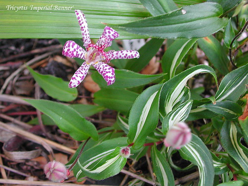 Tricyrtis 'Imperial Banner'