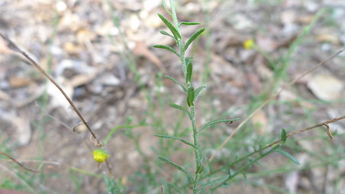 australia september nsw daisy asteraceae 2015 oxleywildriversnationalpark taxonomy:family=asteraceae geo:country=australia eastkunderang