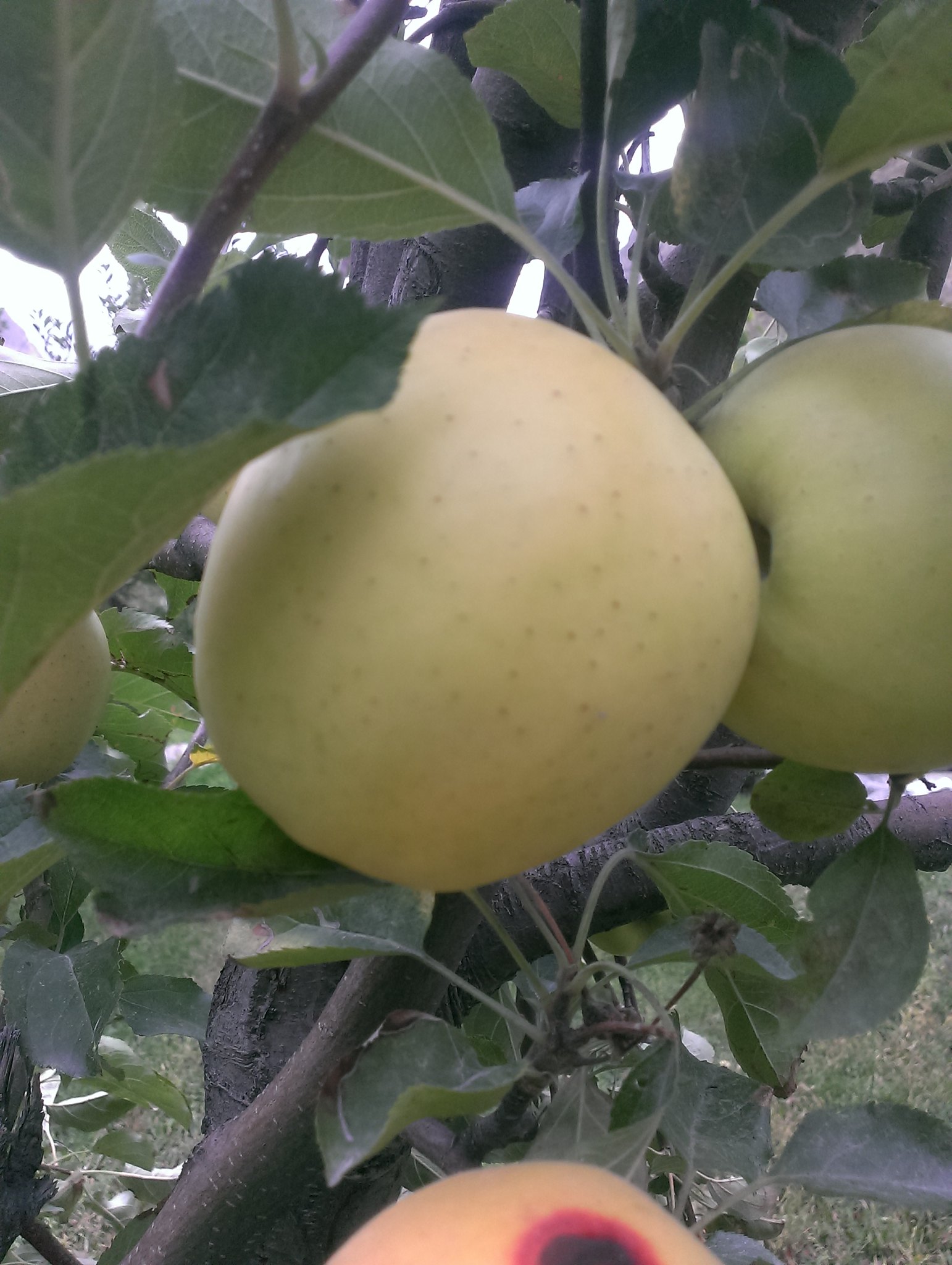 Apples from Hunza