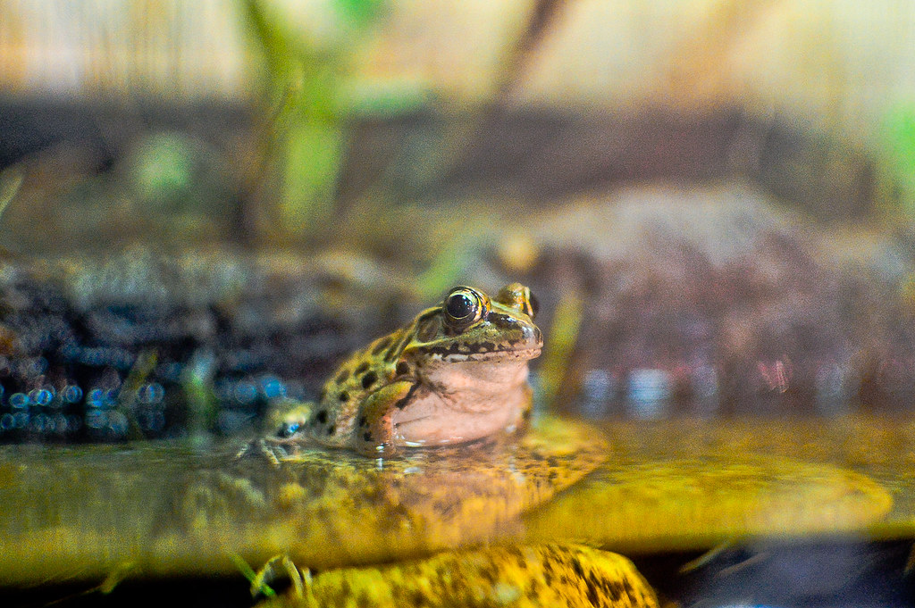 Frog, Kyoto Aquarium