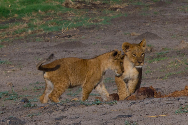 Interacting cubs
