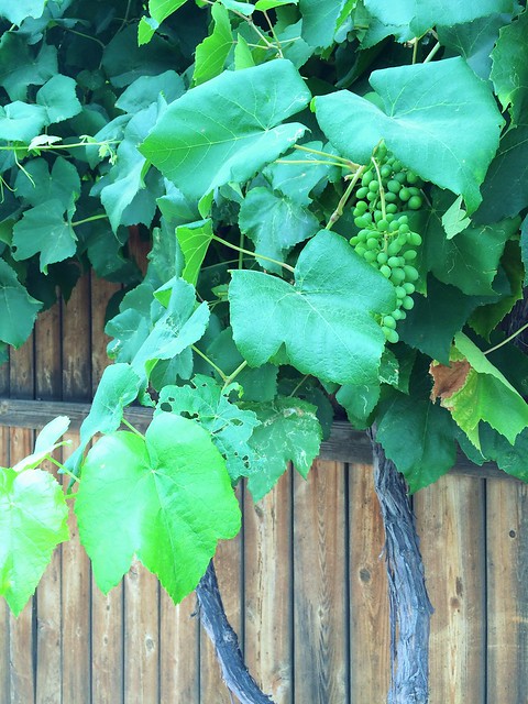 baby grapes