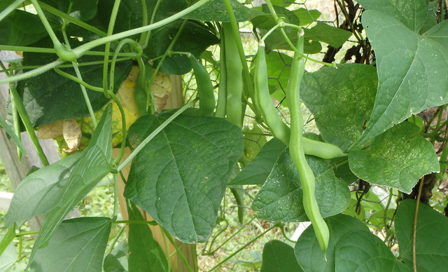 several green beans hanging from a vine
