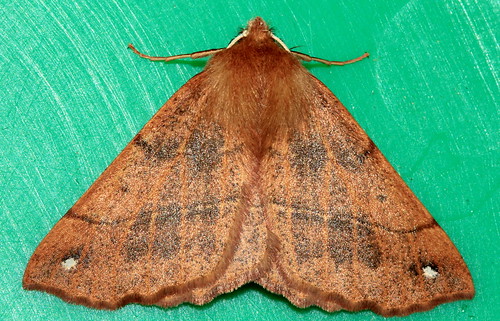 Feathered Thorn 5210