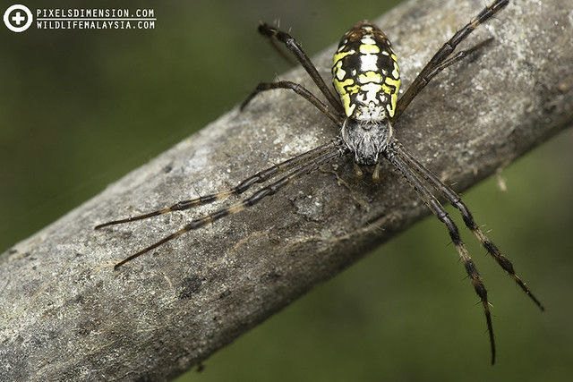 Cross Spider- Argiope dang ♀