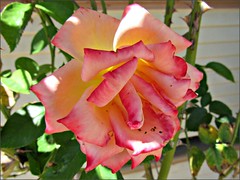 Full blown bi-color rose