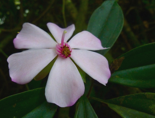 pink flower macro costarica availablelight selva jungle quintaflower rosada
