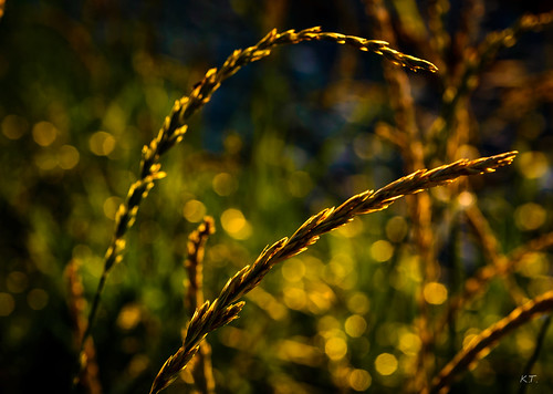 light sunset summer macro grass norway nikon bokeh no sørtrøndelag vikhammer