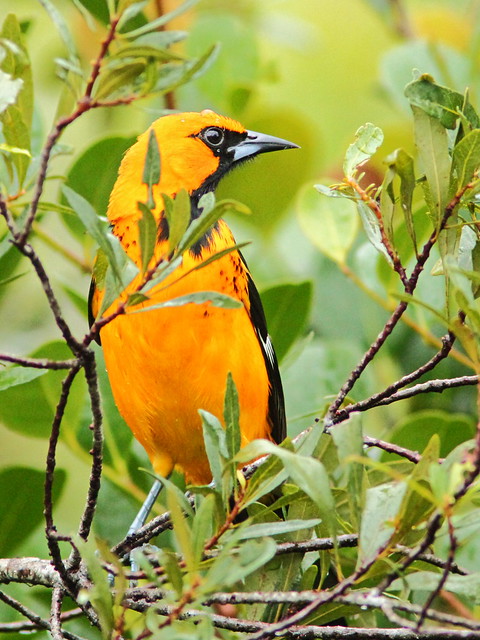 Spot-breasted Oriole 20151130