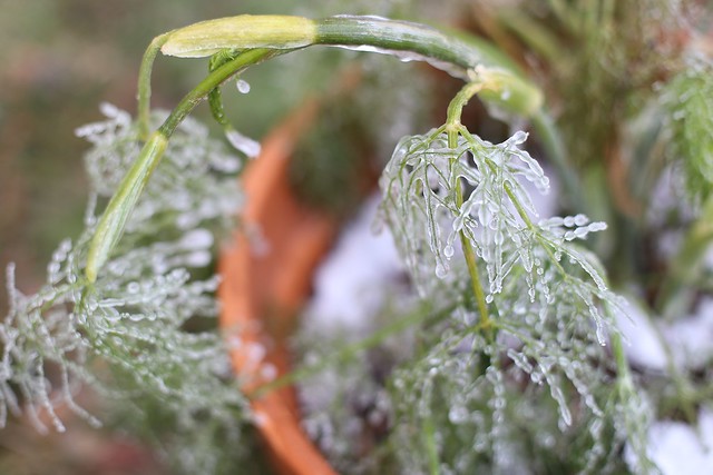 iced fennel