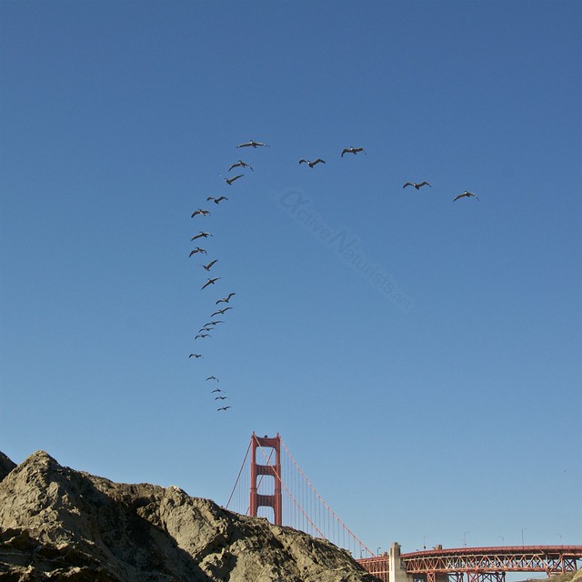 pelicans 0000 Marshall's Beach, San Francisco, California, USA