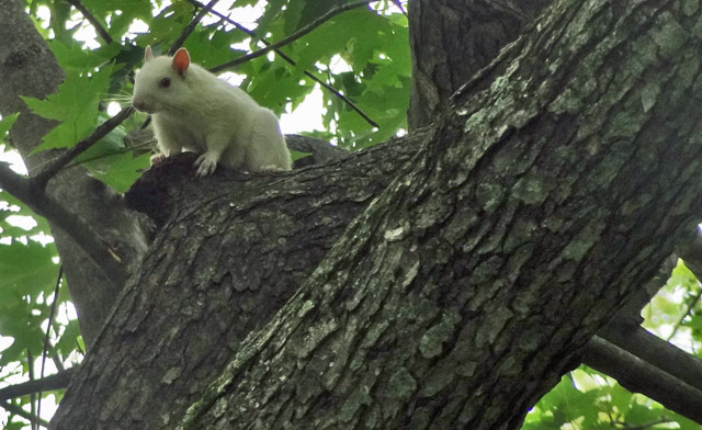 squirrel-in-tree