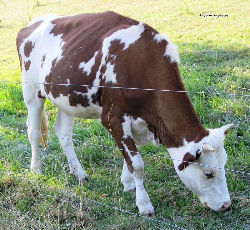 .Cow