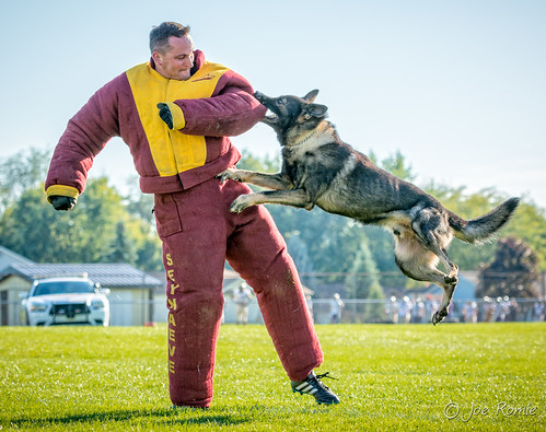 dog animal demo arm attack police indiana canine swing bite newhaven locked k9 trained