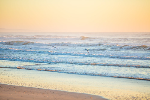 ocean seagulls bird beach birds sunrise waves pastel australia queensland noosa noosanorthshore allieca