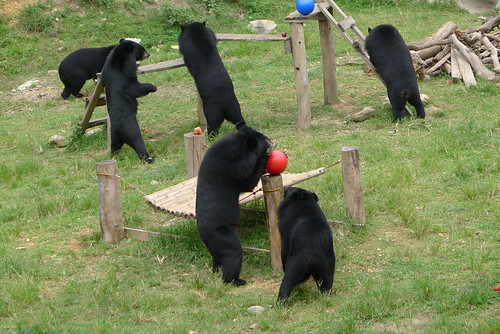 Bears are excited about playing with a new ball (2)