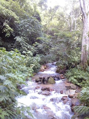rio forest river tirol waterfall selva perú jungle catarata junín 2015 chanchamayo sanramón selvacentral selvaalta catarataeltirol