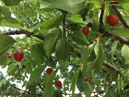 Our cherry tree is looking good this year - lots of fruit on :)