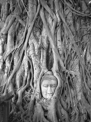 Thailand '06 - 09 Buddha head at Ayuthaya
