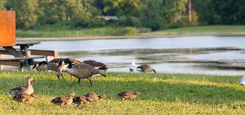 sunset water geese pond ducks