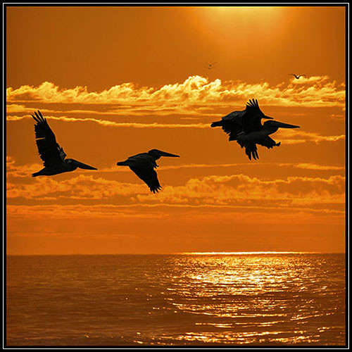bird birds bravo kitsch pelican brownpelican pelecanusoccidentalis featheryfriday birdoftheday