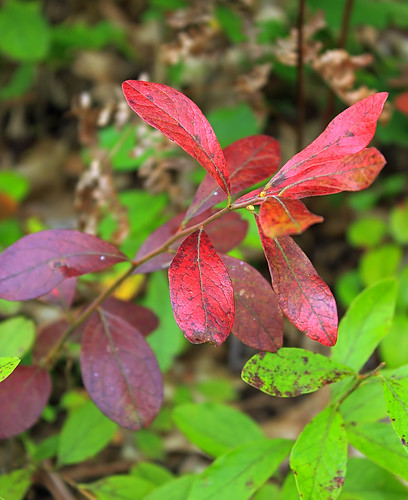 summer nature leaves branch hiking pennsylvania branches foliage shrub shrubs publicdomain vaccinium freephoto freeimage pennsylvaniawilds lycomingcounty tiadaghtonstateforest cc0 pitchpinetrail pitchpinelooptrail