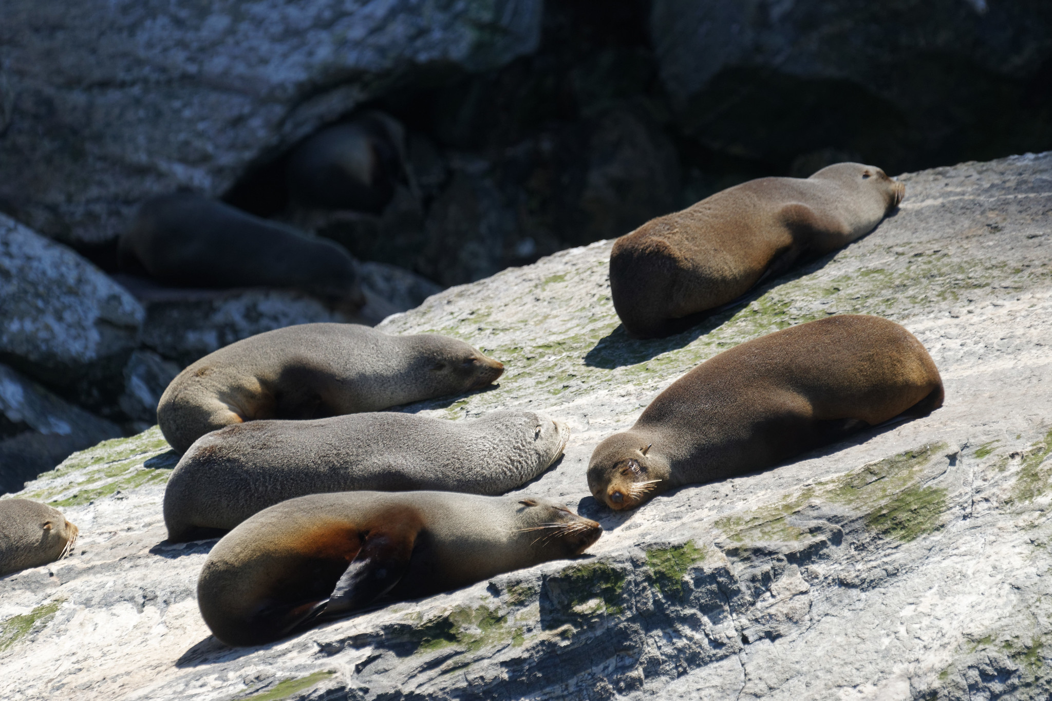 Seals - Milford Sound