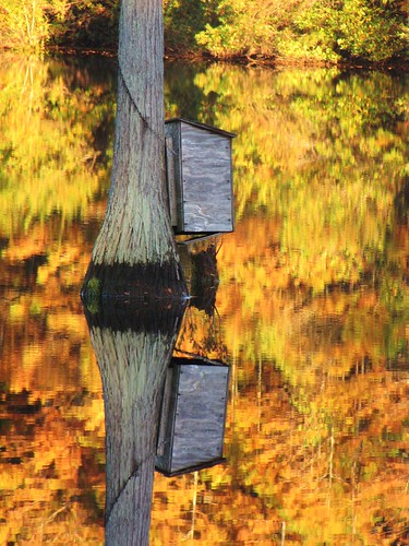 autumn reflection fall mill water leaves outdoors duck pond october northcarolina foliage reflected cypress waterfowl blackwater duckhunting millpond cumberlandcounty jessups woodduckbox northcarolinahighway53 jessupsmillpond