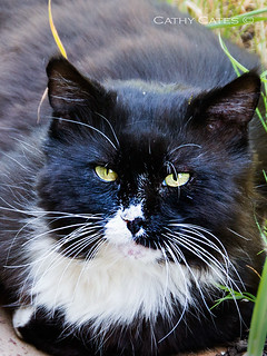 Visitor in my garden