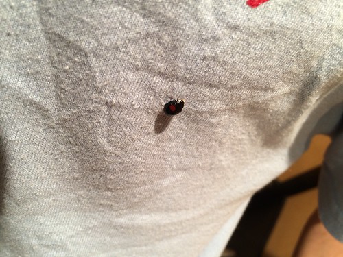Black Ladybug (August 16 2014) (1)
