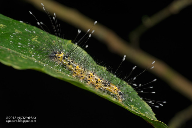 Caterpillar - DSC_2646