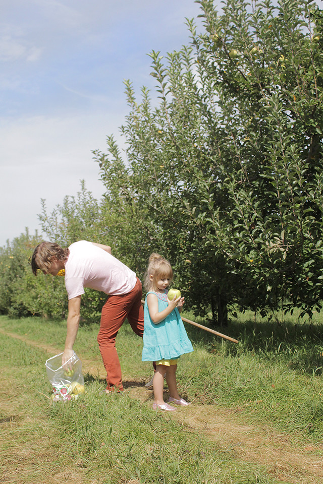 Apple Orchard 2015