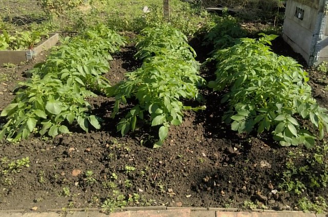 Potatoes are growing so quickly I swear they double in size every time I go up to the allotment.