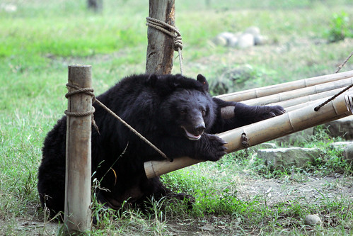Dick plays with a hammock at his enclosure 2