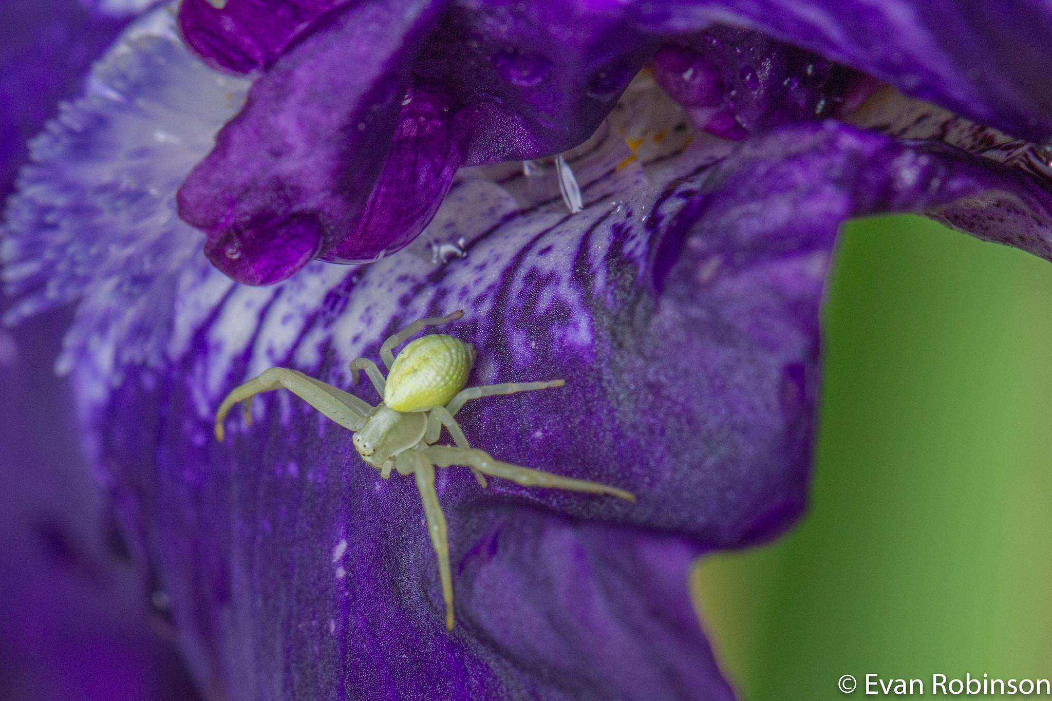 Small green spider on Iris blossom