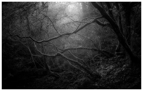 woods woodland winter sun dark moody blackandwhite mono trees fineart landscape intimate davidhaughton