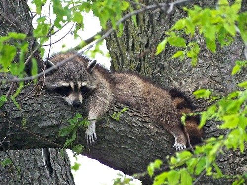 sleeping funny wildlife peaceful raccoon