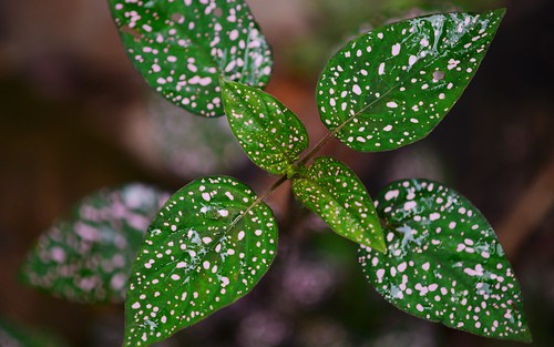 desktop plants leaves panama coffeeplantation chiriqui featured paradisical fincahartmann borderwithcostarica
