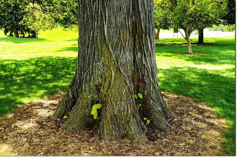 Linden tree, trunk