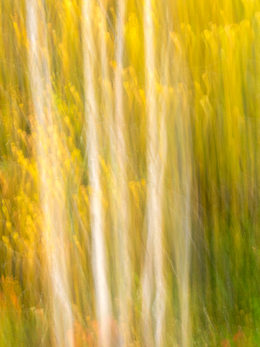 autumn golden forrest sweden lappland dream dreamy sverige unsharp gyllene västerbottenslän evamårtensson vilhelminakommun vilhelminamunicipality