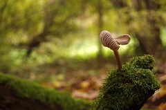 dancing mushroom