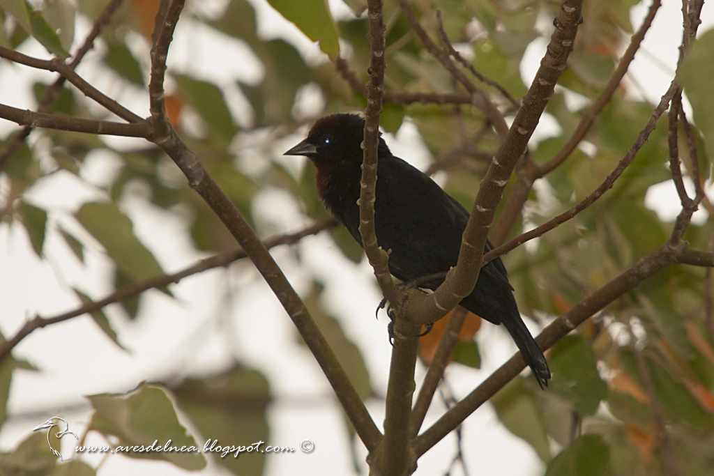 Varillero congo (Chestnut-capped Blackbird) Agelaius ruficapillus