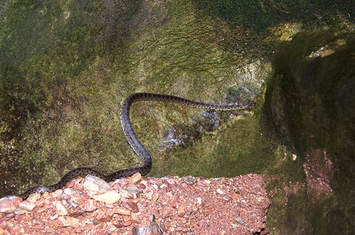 agua nikon lisa culebra fresco cueva reptil meridional d7000 almamurcia estrechodelaarboleja