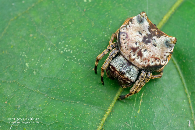 Crab orb weaver (Aspidolasius branick) - DSC_4308
