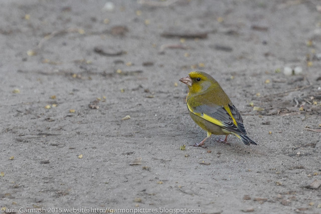 Green finch on a sandy ground looking in camera.