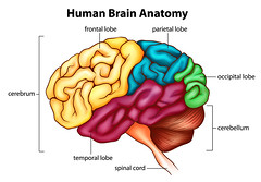 *Located in the In the cerebrum
*Function: higher level thinking